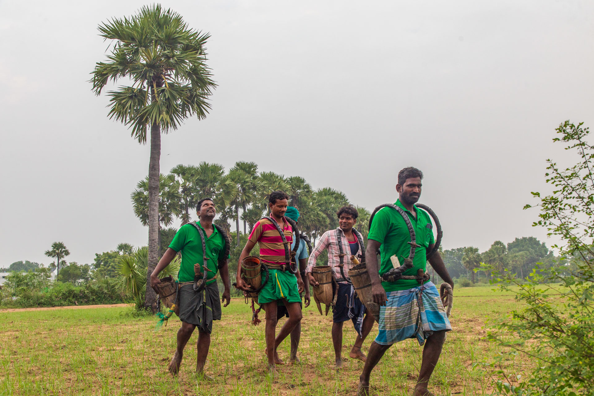 A Tree that Transcends Time